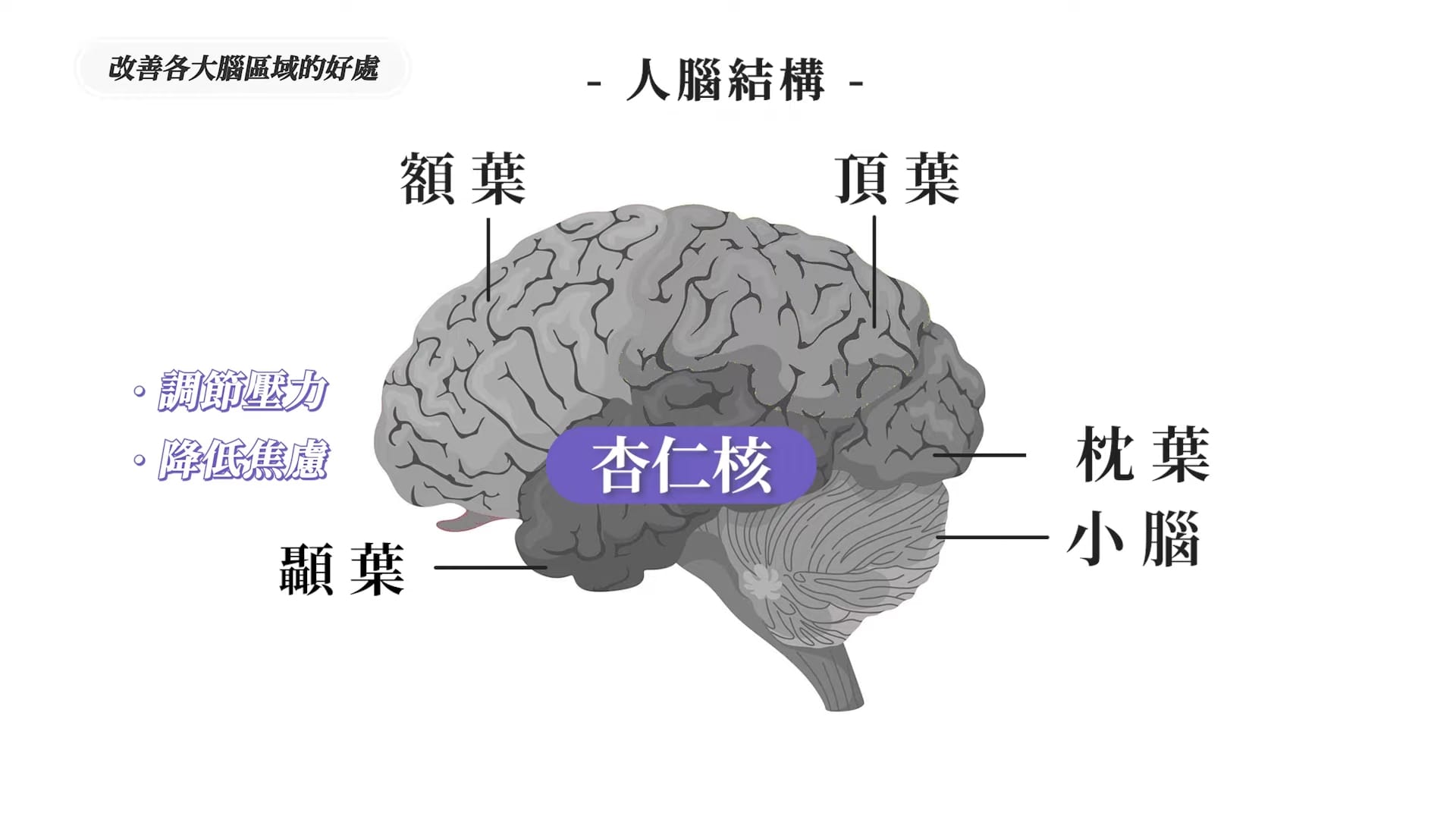 「杏仁核」掌控恐懼、焦慮等負面情緒,並負責壓力調節。