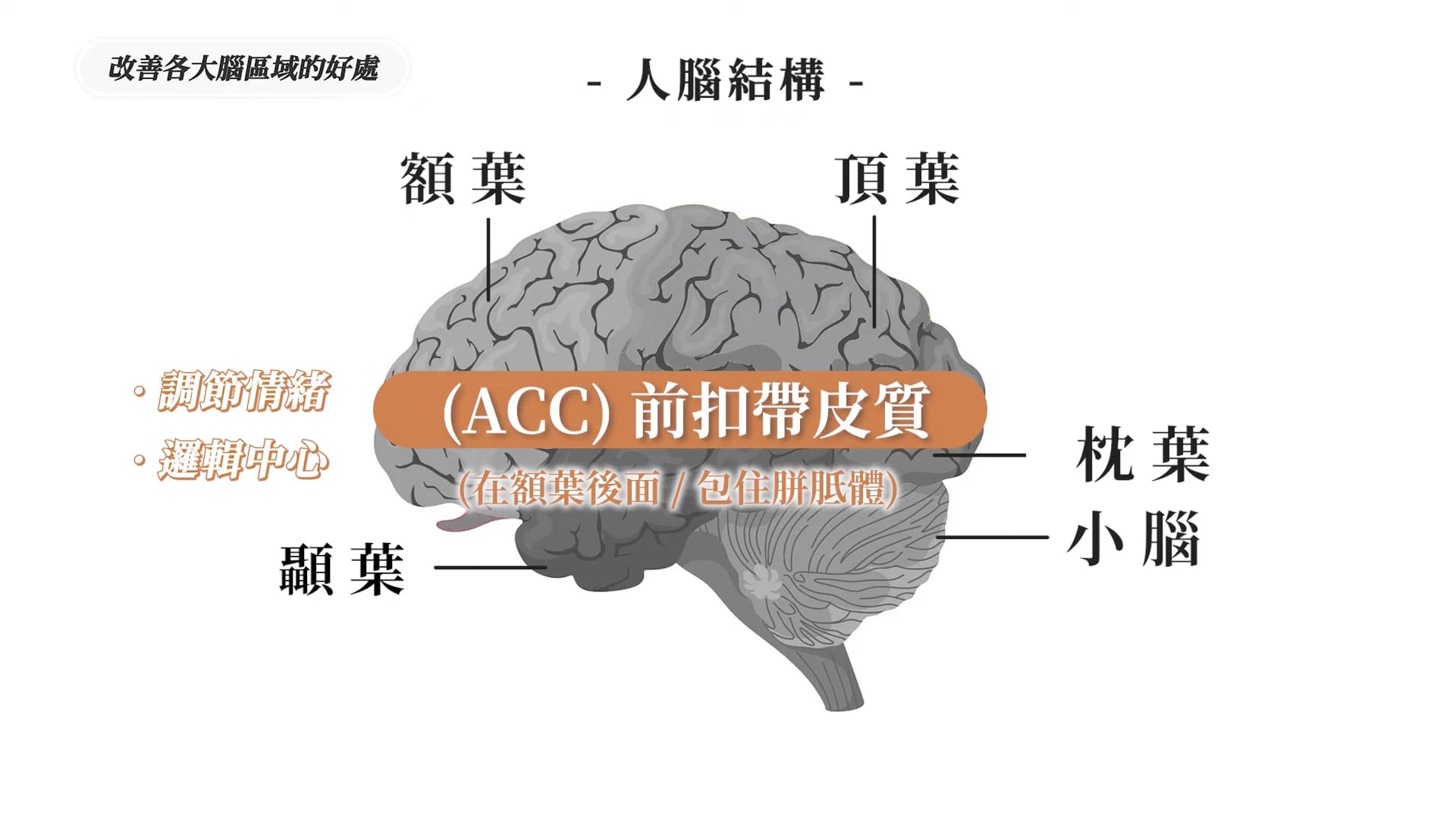 「前扣帶皮質」負責邏輯思考、錯誤修正,以及情緒調節。當思緒混亂時,前扣帶皮質能幫助我們「打醒」自己。