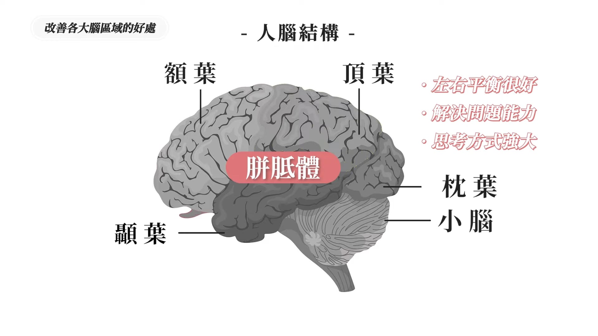 「胼胝體」負責左右大腦的訊息交換,增強思考靈活度與解決問題的能力。