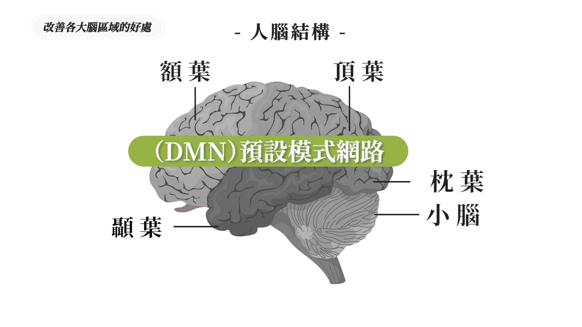 「預設模式網路」分布於額葉、頂葉與顳葉之間,與內耗、過度思考、幻想有關。當大腦閒置時,預設模式網路會自動啟動,讓我們陷入反覆思考。