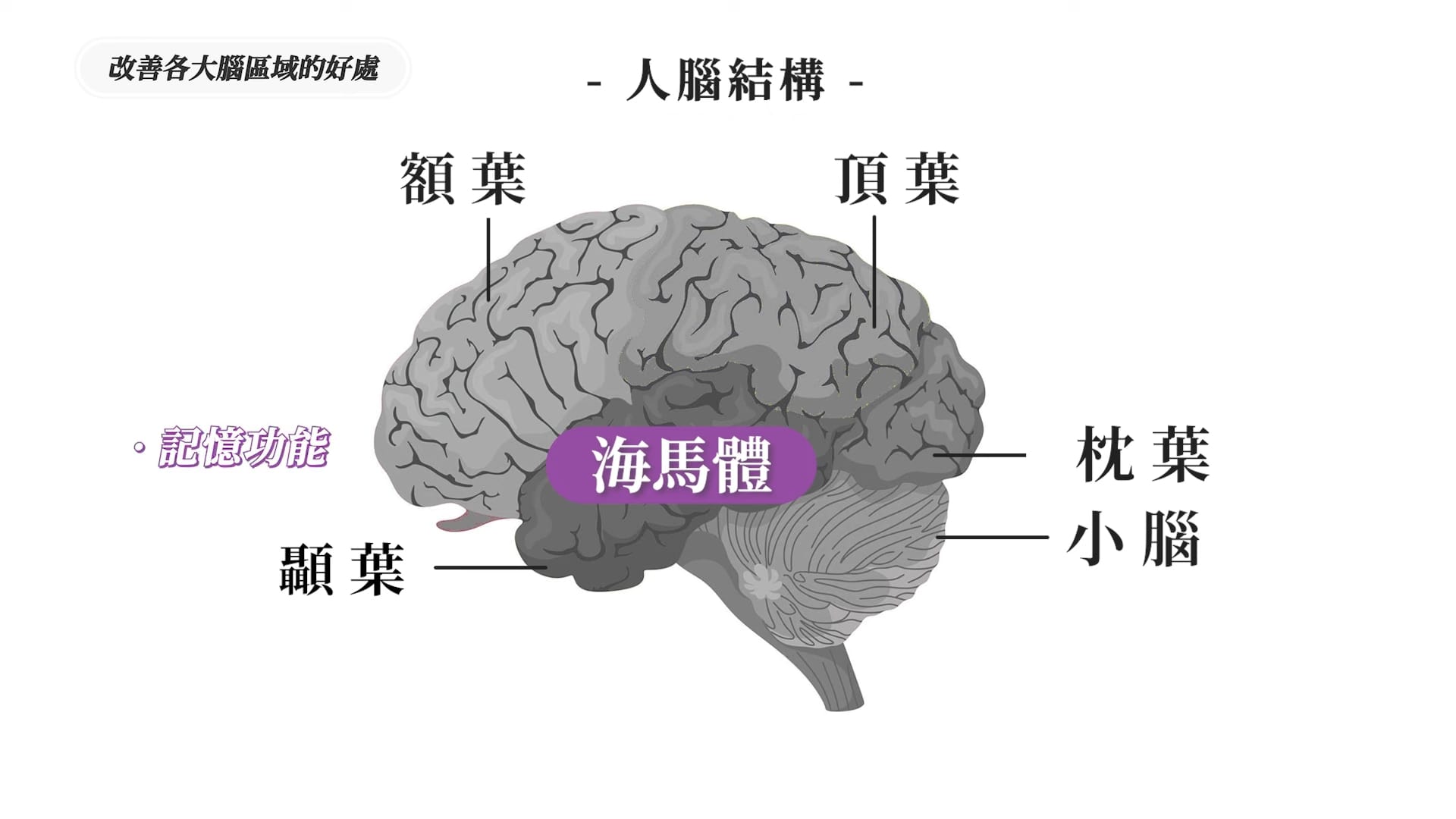 「海馬體」負責記憶形成、學習能力與導航技巧。