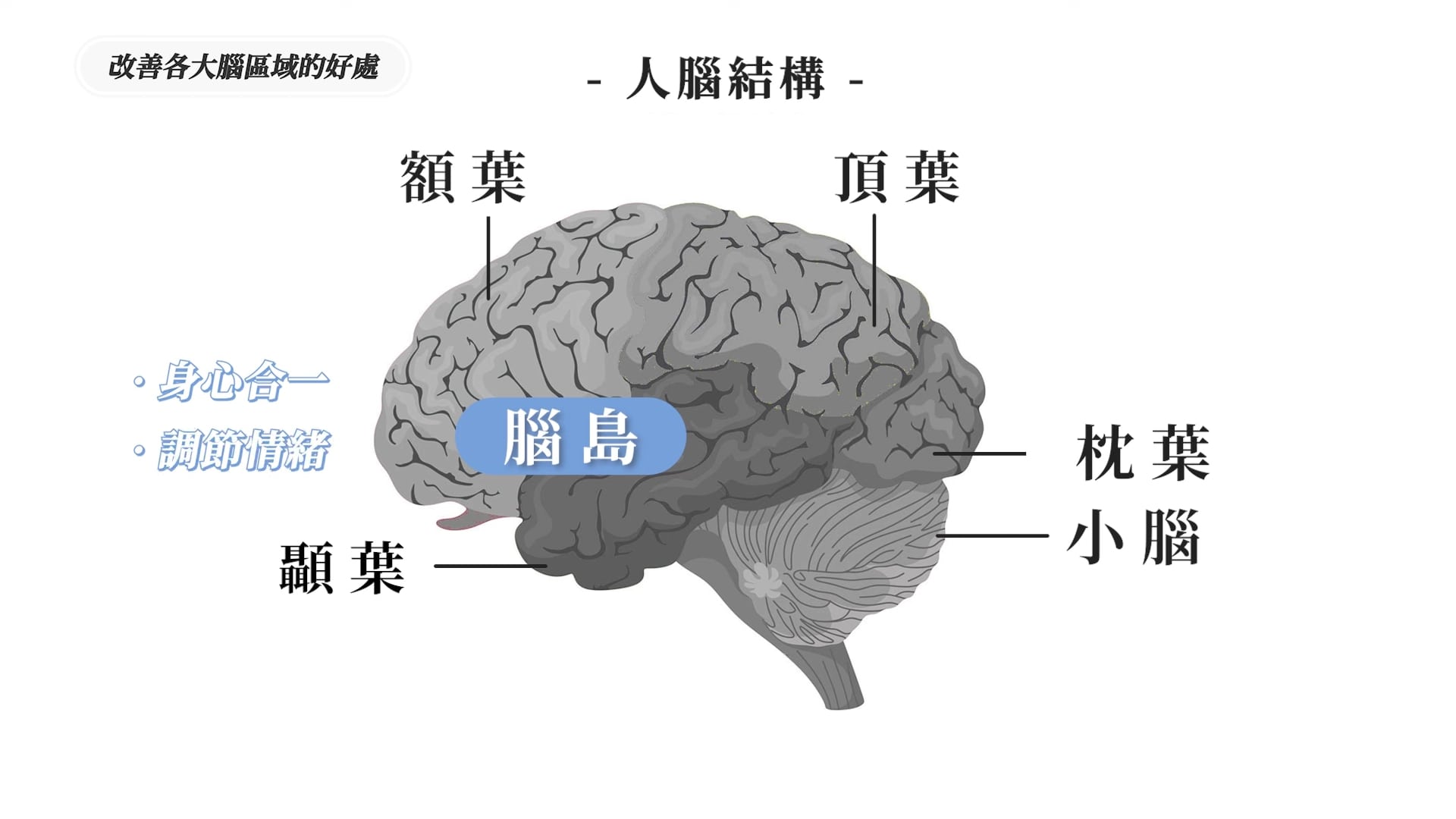 「腦島」位於額葉與顳葉之間,與身心連結、情感調節、同理心息息相關。