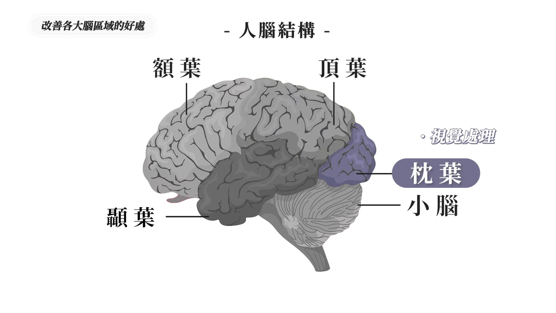 「枕葉」處理視覺資訊,包括閱讀、開車、辨識物體等活動。