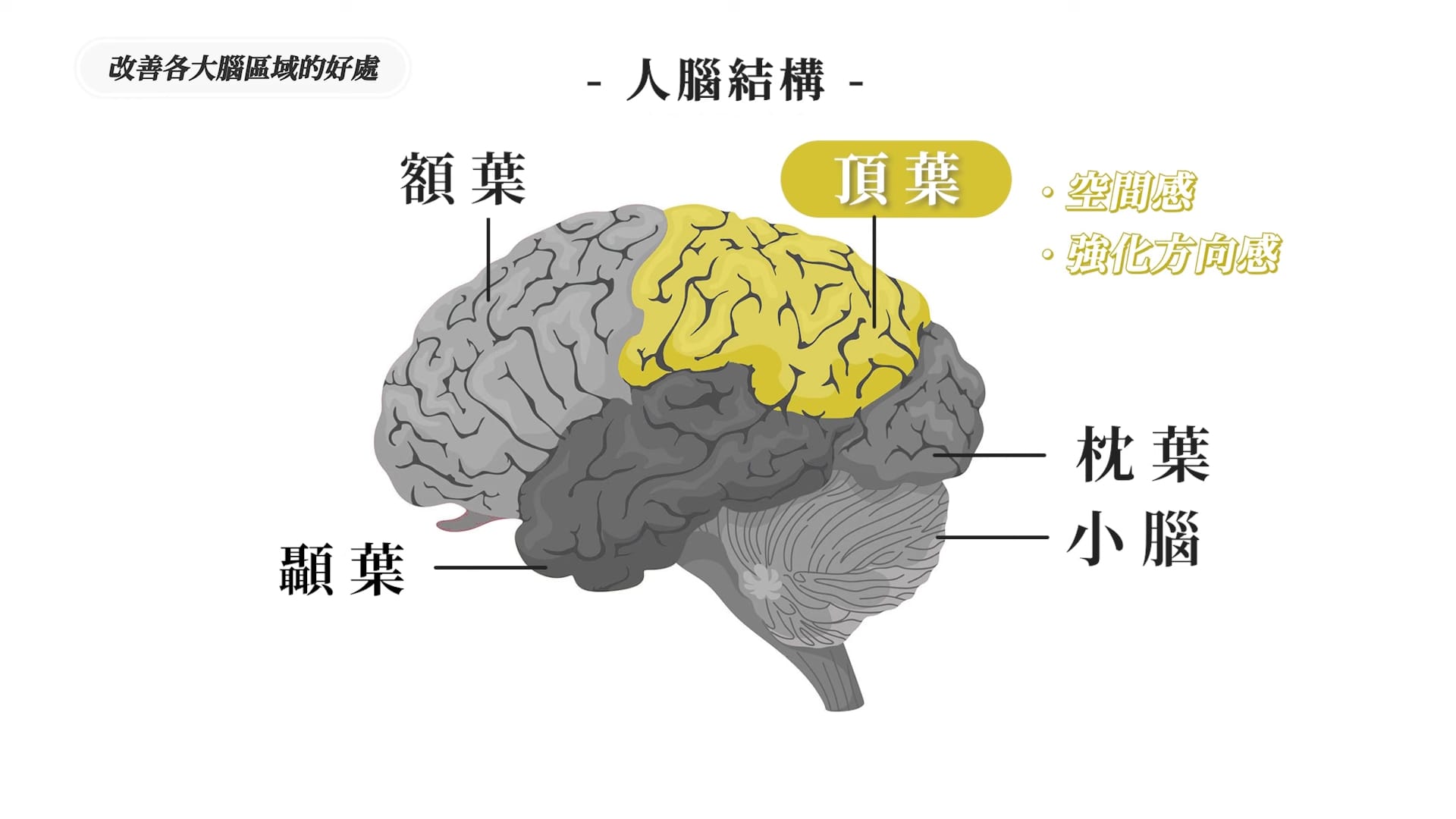 「頂葉」掌控空間感、方向感,以及多工處理能力。開車、運動時的專注力與反應都與頂葉有關。