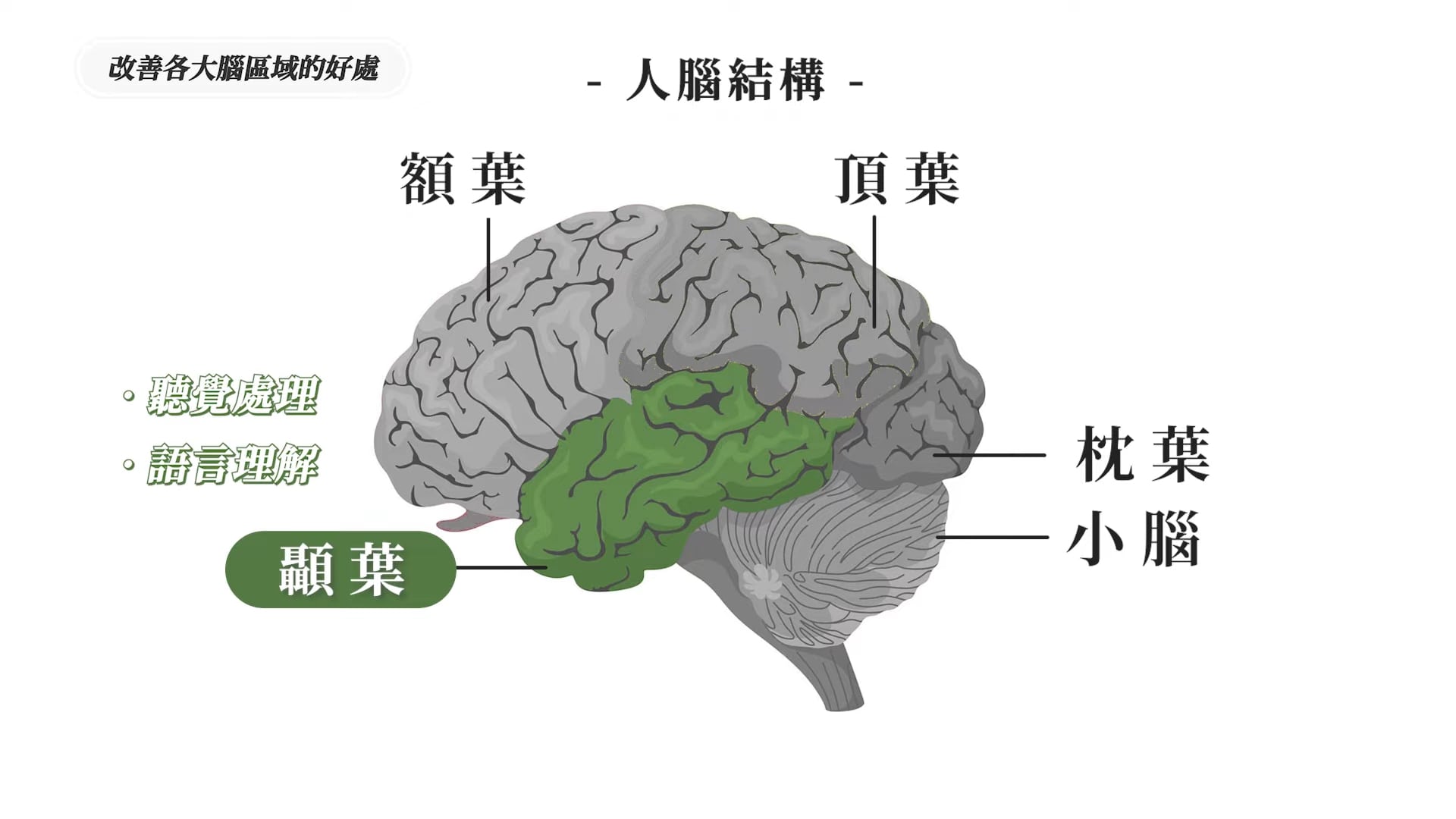 「顳葉」負責聽覺處理、語言理解,以及形成記憶力。