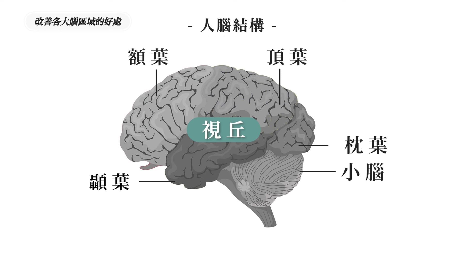 「視丘」負責感官訊息的傳遞,是大腦的「中繼站」,與睡眠、意識和清醒程度密切相關。頻繁使用手機或長期缺乏休息,會讓視丘感到疲憊。