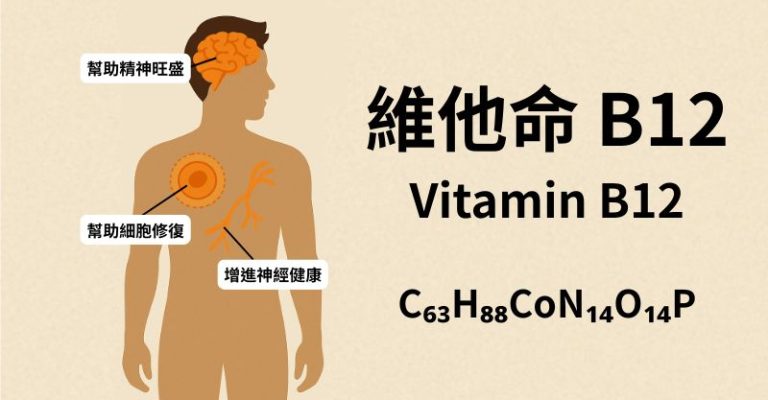 維他命 B12（Vitamin B12）可以幫助精神旺盛、細胞修復，以及增進神經健康。