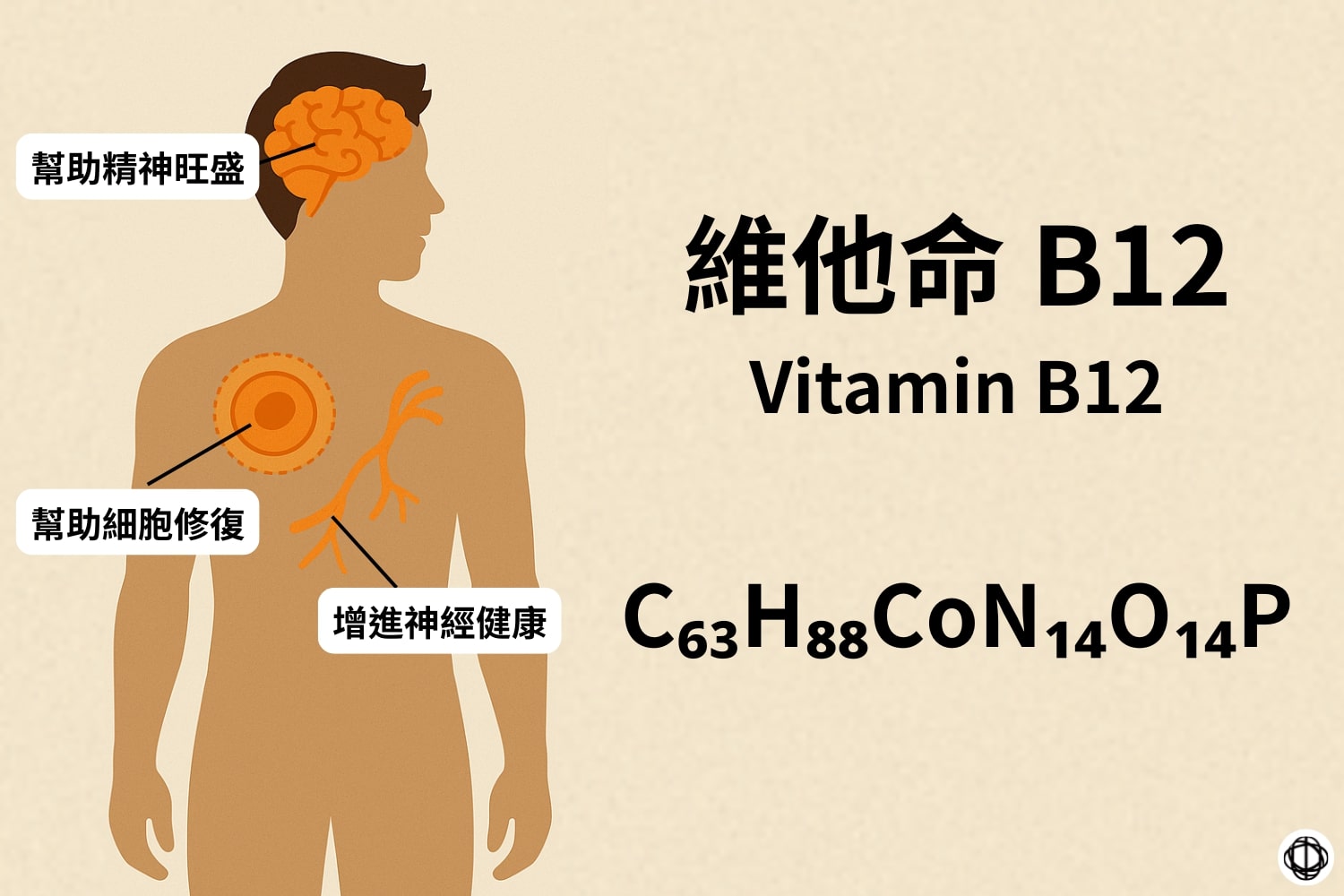 維他命 B12(Vitamin B12)可以幫助精神旺盛、細胞修復,以及增進神經健康。