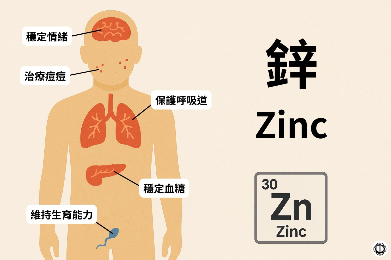鋅(Zinc)可以幫助穩定情緒、治療痘痘、保護呼吸道、穩定血糖,以及維持男性生育能力。